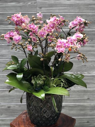 Hoa Lan Để Bàn 00063